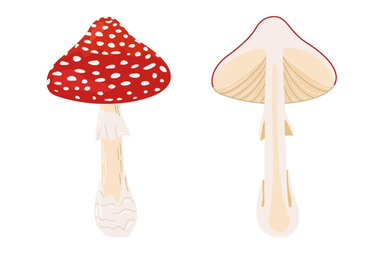 Fly agaric Whole and half mushroom, red poison mushroom. Hand drawn Amanita muscaria. Hallucinogenic, psychedelic forest mushroom. Trendy flat style magic fungus isolated illustration vector