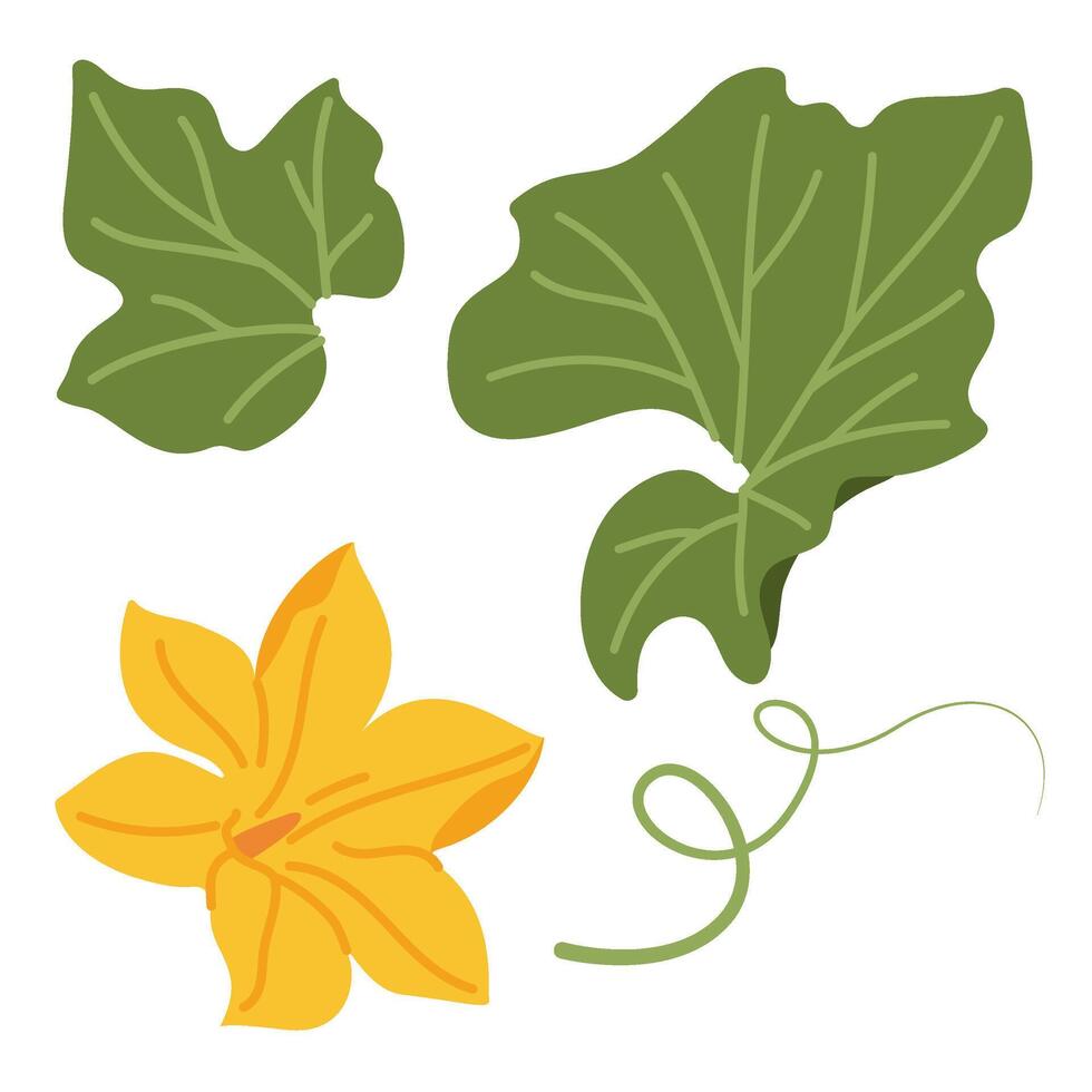 Pumpkin leaf, flower and vines plant. Hand drawn trendy flat style isolated on transparent background. Autumn Harvest, Thanksgiving concept illustration vector