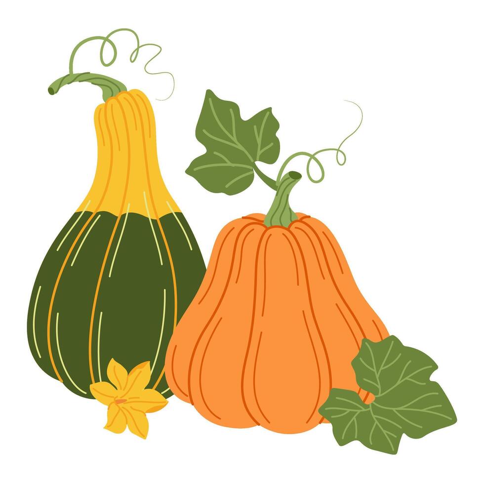 Ripe pumpkins, leaves and flowers. Hand drawn trendy flat style isolated on transparent. Organic food, Autumn Harvest, Thanksgiving, halloween concept. Healthy vegetarian menu illustration vector