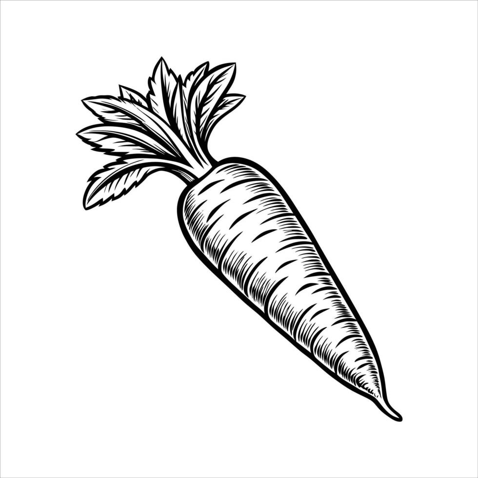 Carrot Art and Illustration vector