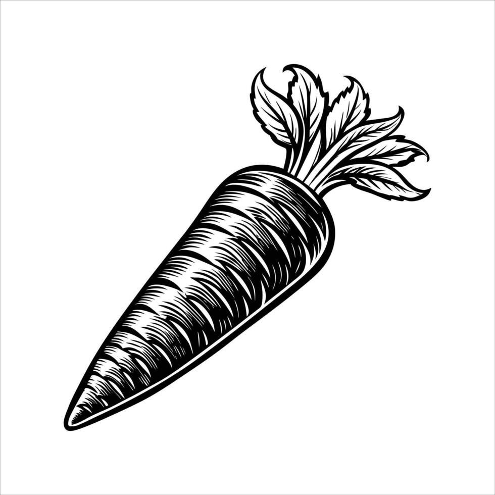 Carrot Art and Illustration vector