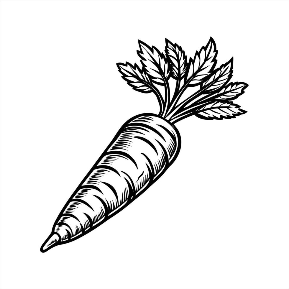 Carrot Art and Illustration vector
