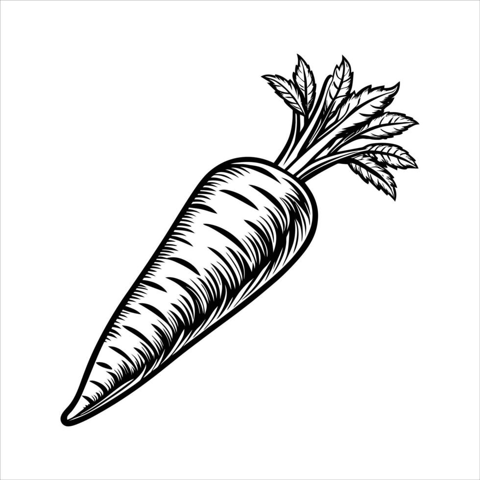 Carrot Art and Illustration vector