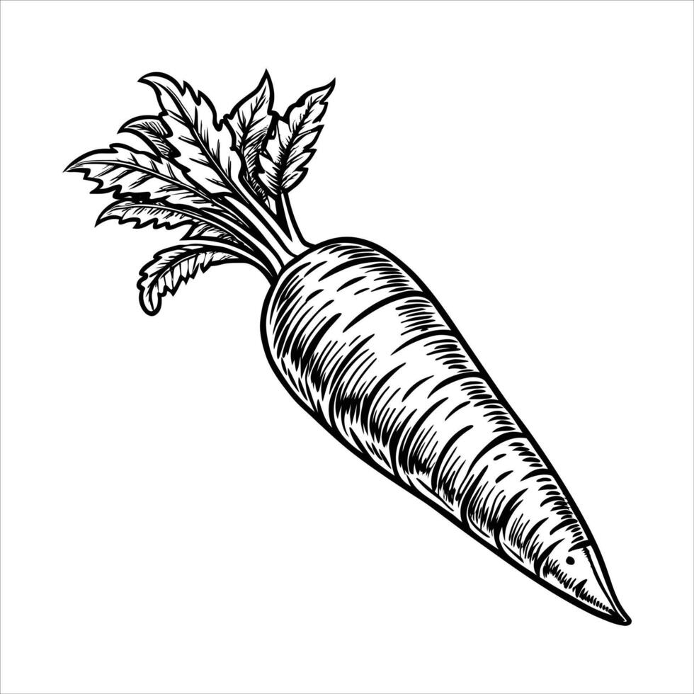 Carrot Art and Illustration vector