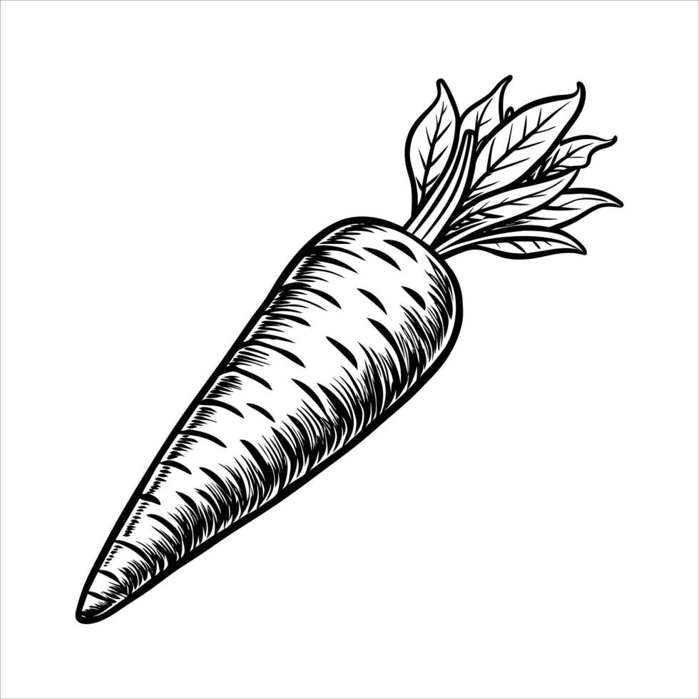 Carrot Art and Illustration vector