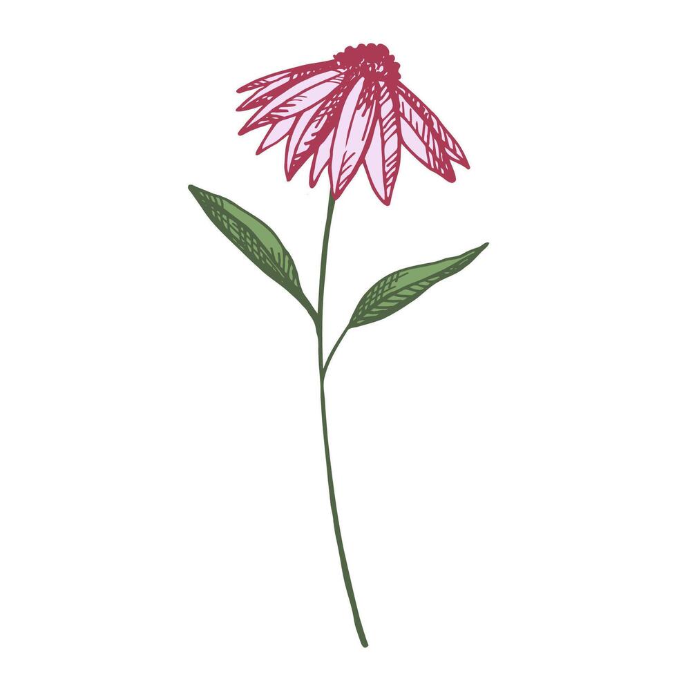 Echinacea flower sign. Hand drawn engraved illustration. Medicinal plant branches, botanical flowered. Design for print, card, paper, logo, wrapping, label, flyer. Tea and cosmetic ingredient vector