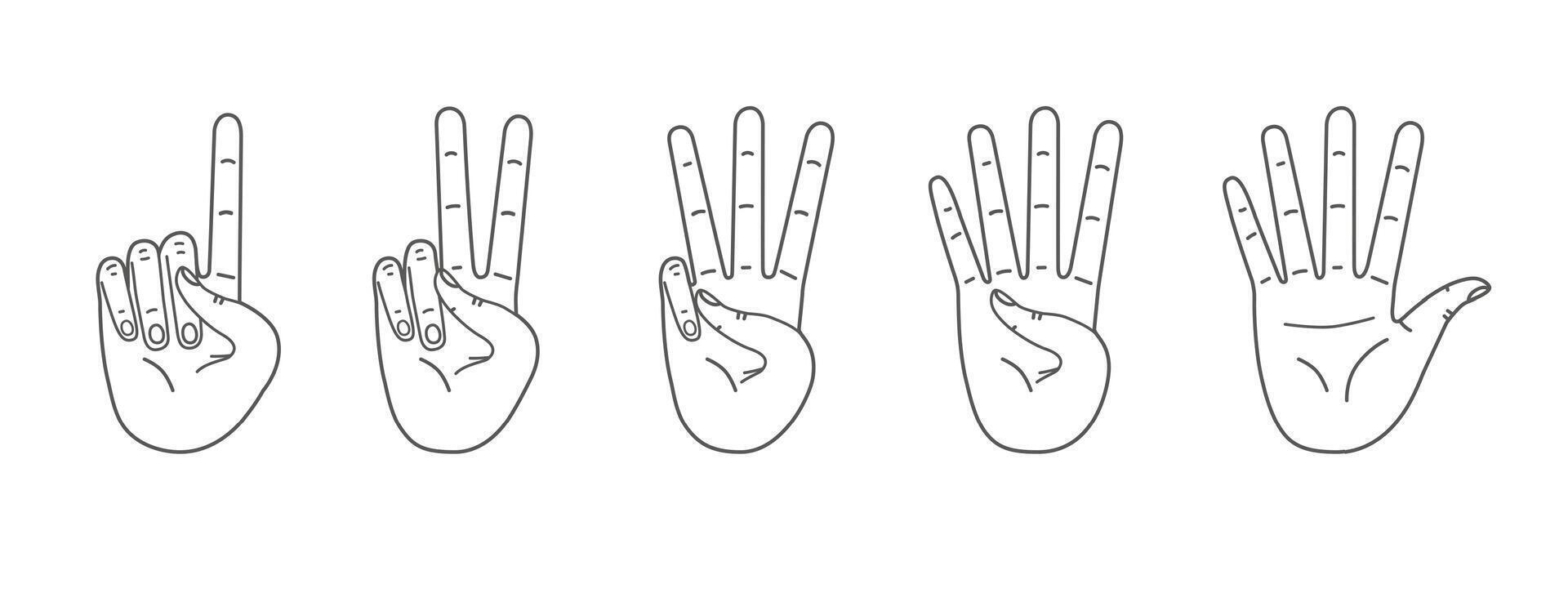 Palms count from one to five. Counting hands, hand gestures. line illustration isolated on white. vector