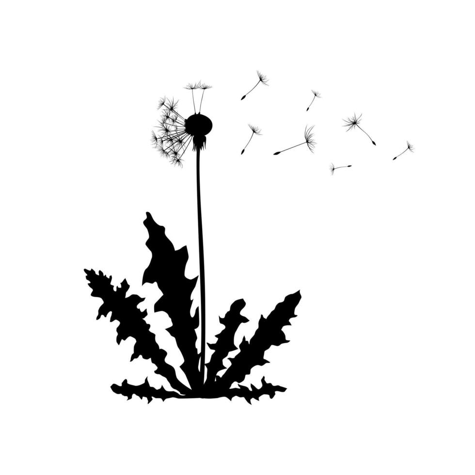 Dandelion plant spreading seeds in wind. Dandelion silhouette flat illustration isolated on white background. vector