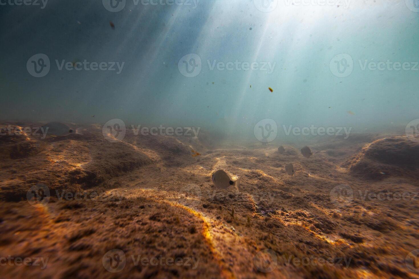 underwater ecosystem nature fish uw mediterranean sea bottom beautiful photo
