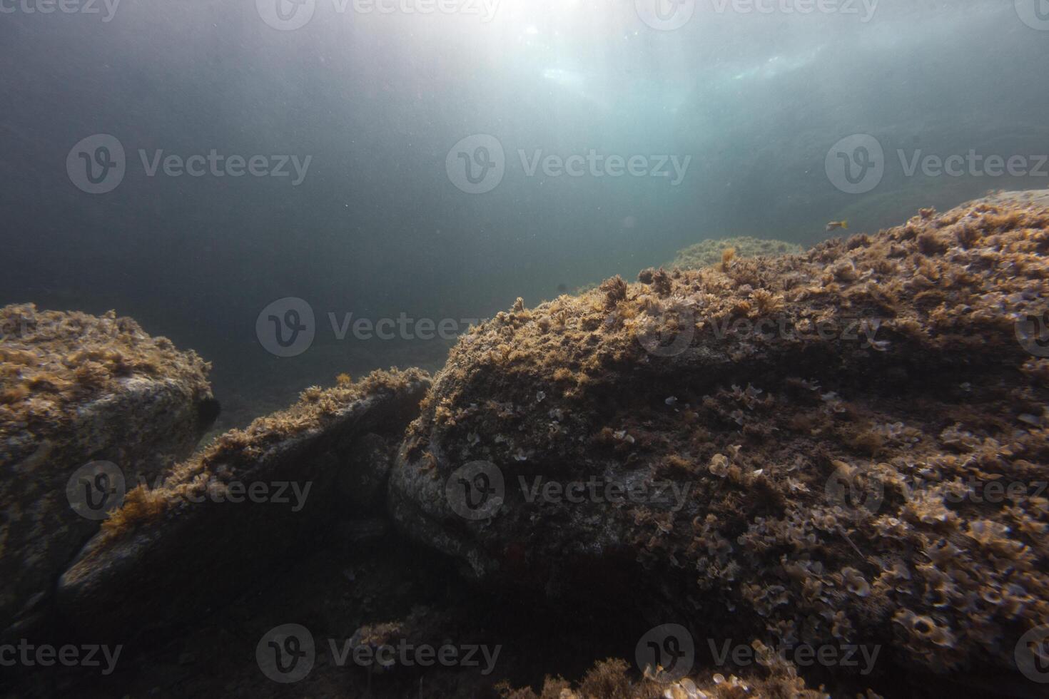 boat wreck underwater scenery sea underwater seabed marine uw fish photo