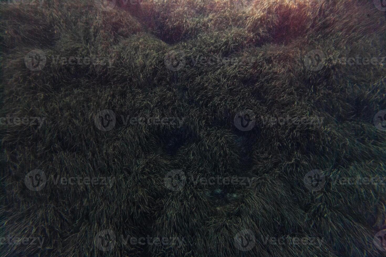 posidonia sea weed plant mediterranean sea minorca bed seascape photo