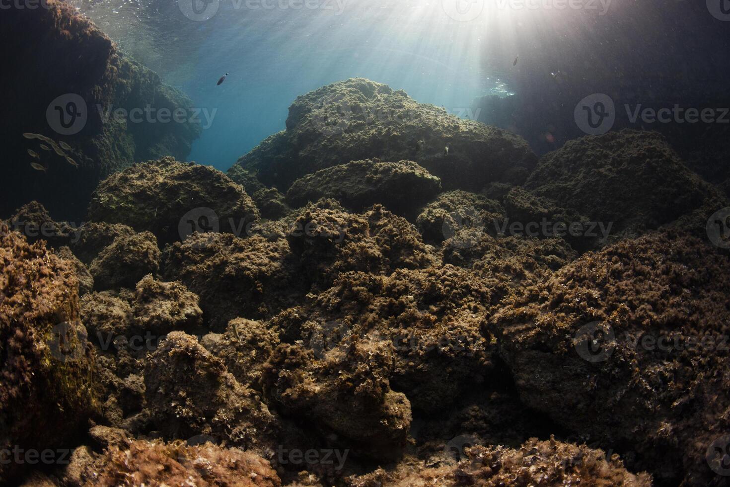 minorca underwater scenery mediterranean fish oblada jellyfish coris julis donzella movement nursery moss plant rock cave love form formation photo