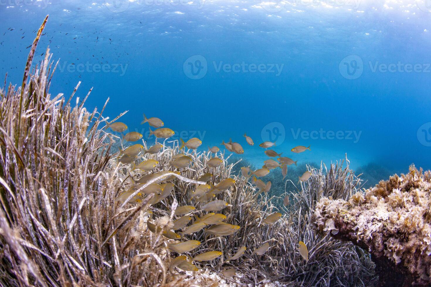 bank of fish swimming mediterranean sea beautiful underwater portrait uw photo