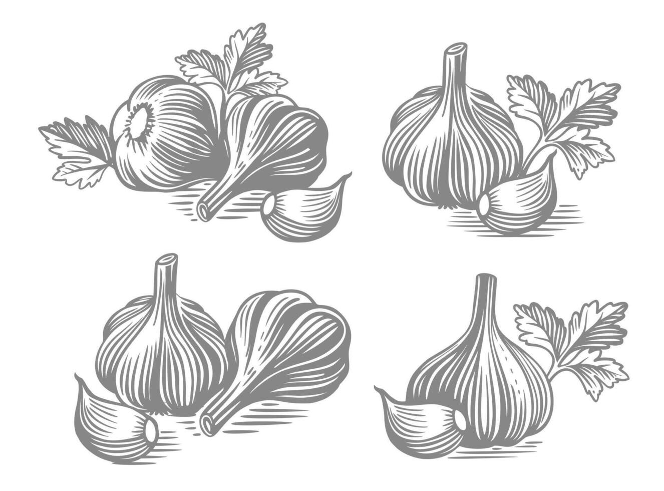 Garlic hand drawn. Drawings engrave sketch. vector