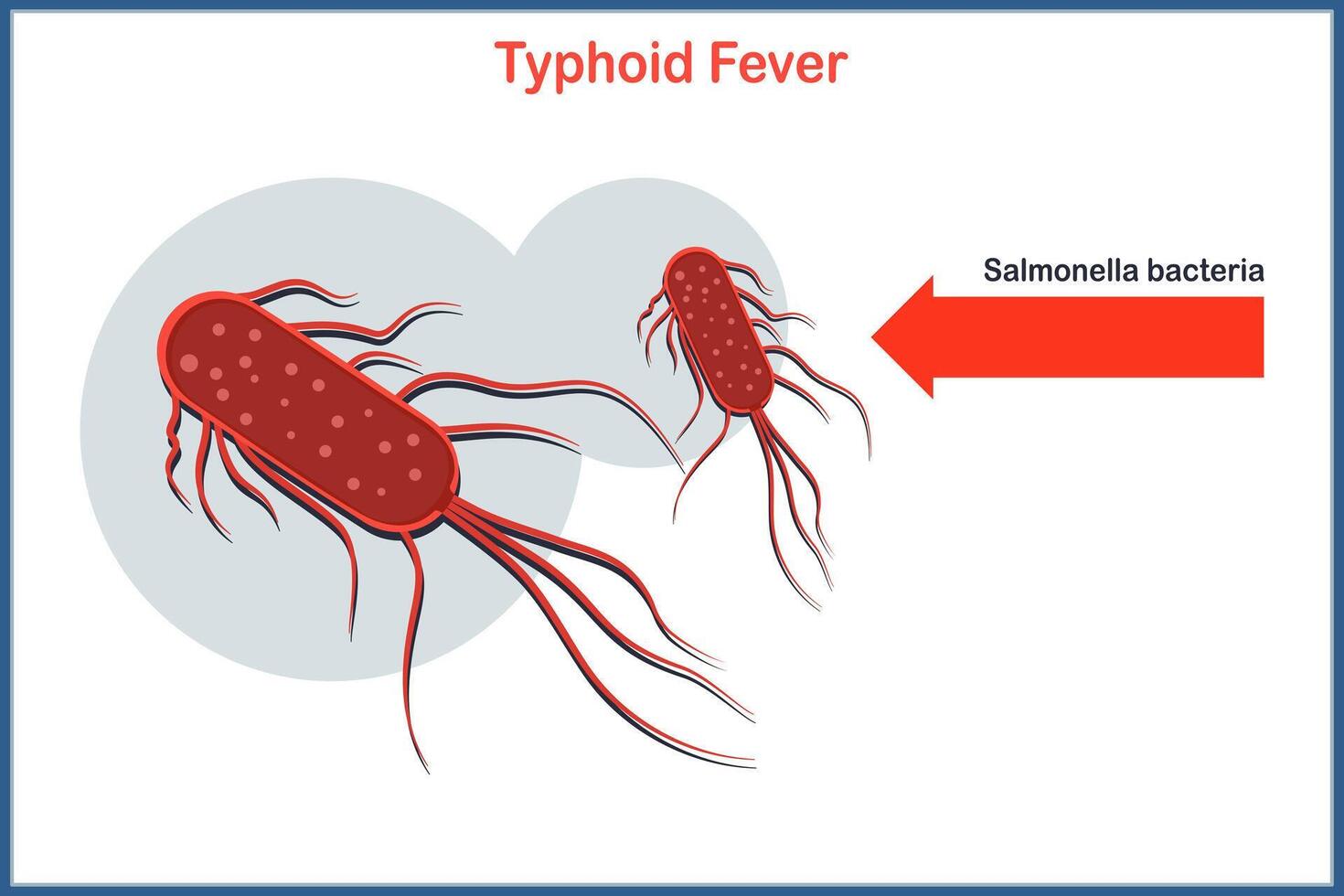 Medical illustration in flat style of Salmonella bacteria which causes typhoid fever. vector