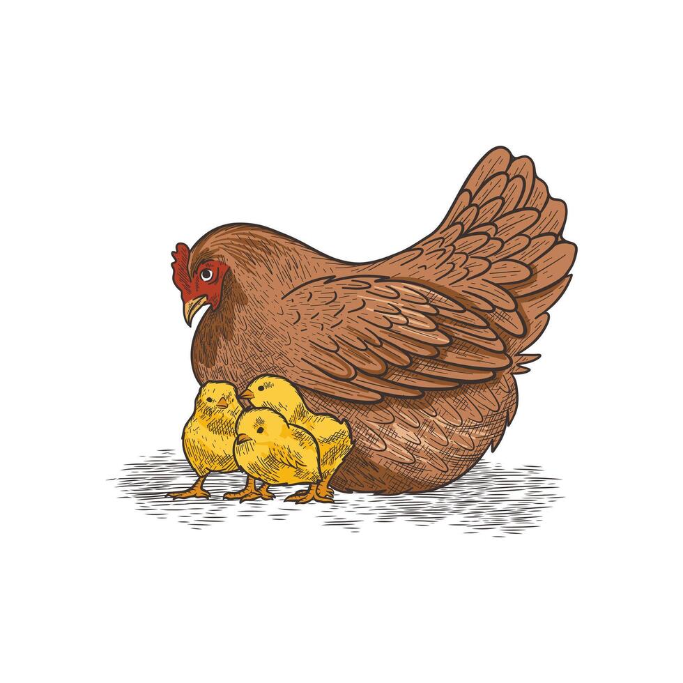 hand drawn illustration of a mother hen and her chicks vector