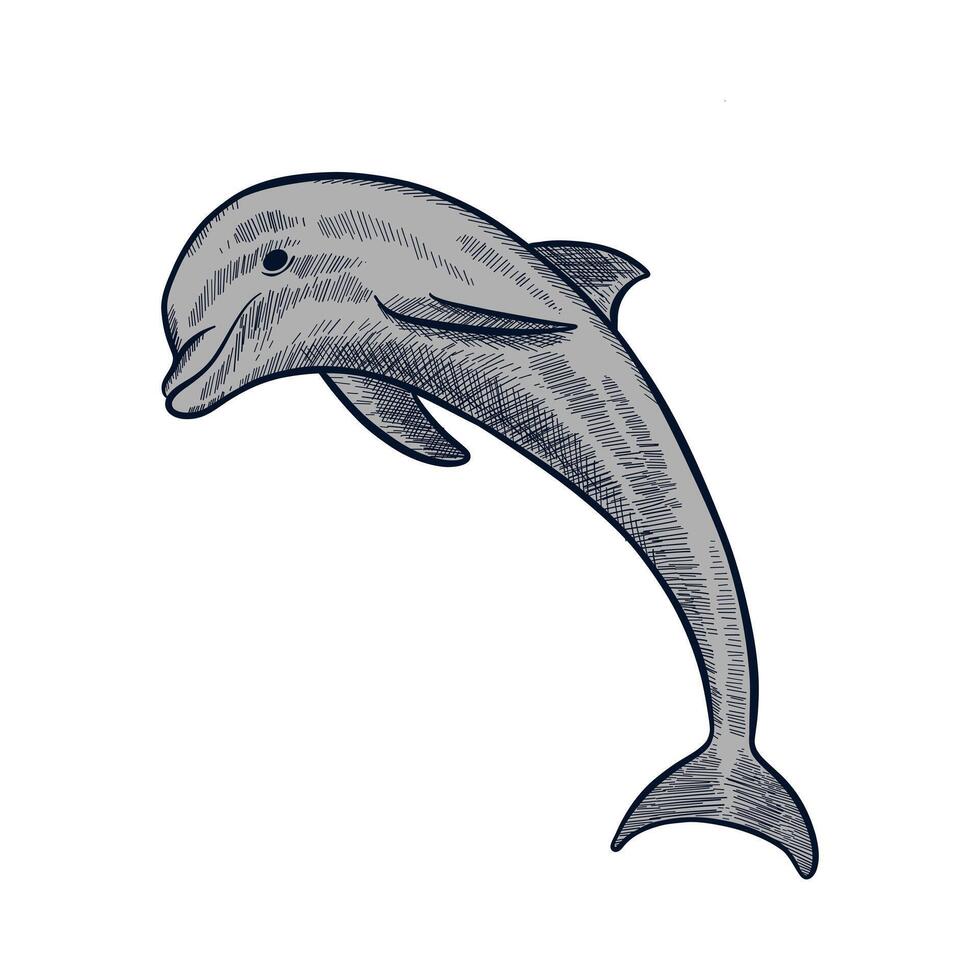 hand drawn illustration of a dolphin jumping vector