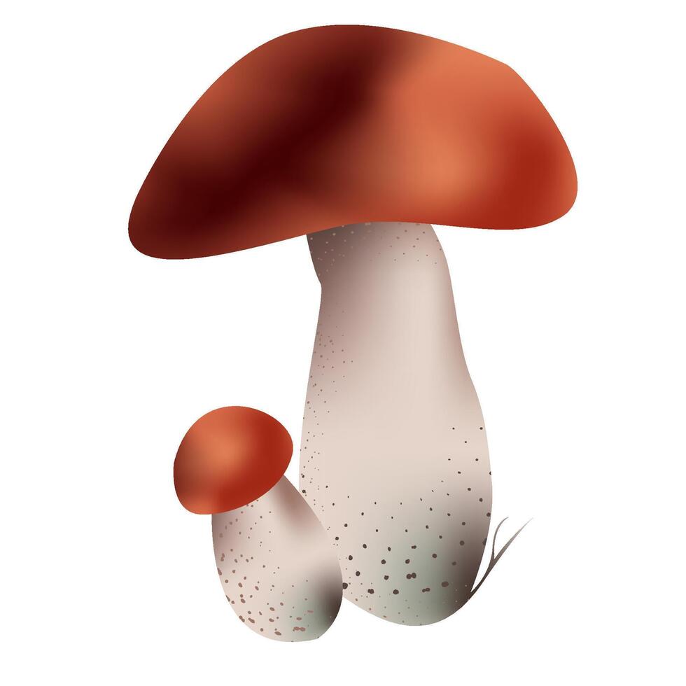 Porcini forest mushrooms pare. Brown light cup and white leg with grey spots Isolated on white background vector