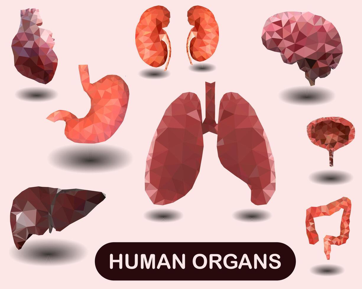 Triangulation style set. Human organs in the style of triangulation. vector