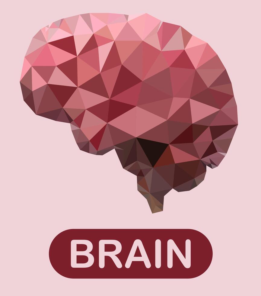 Human brain illustration isolated on pink background. vector