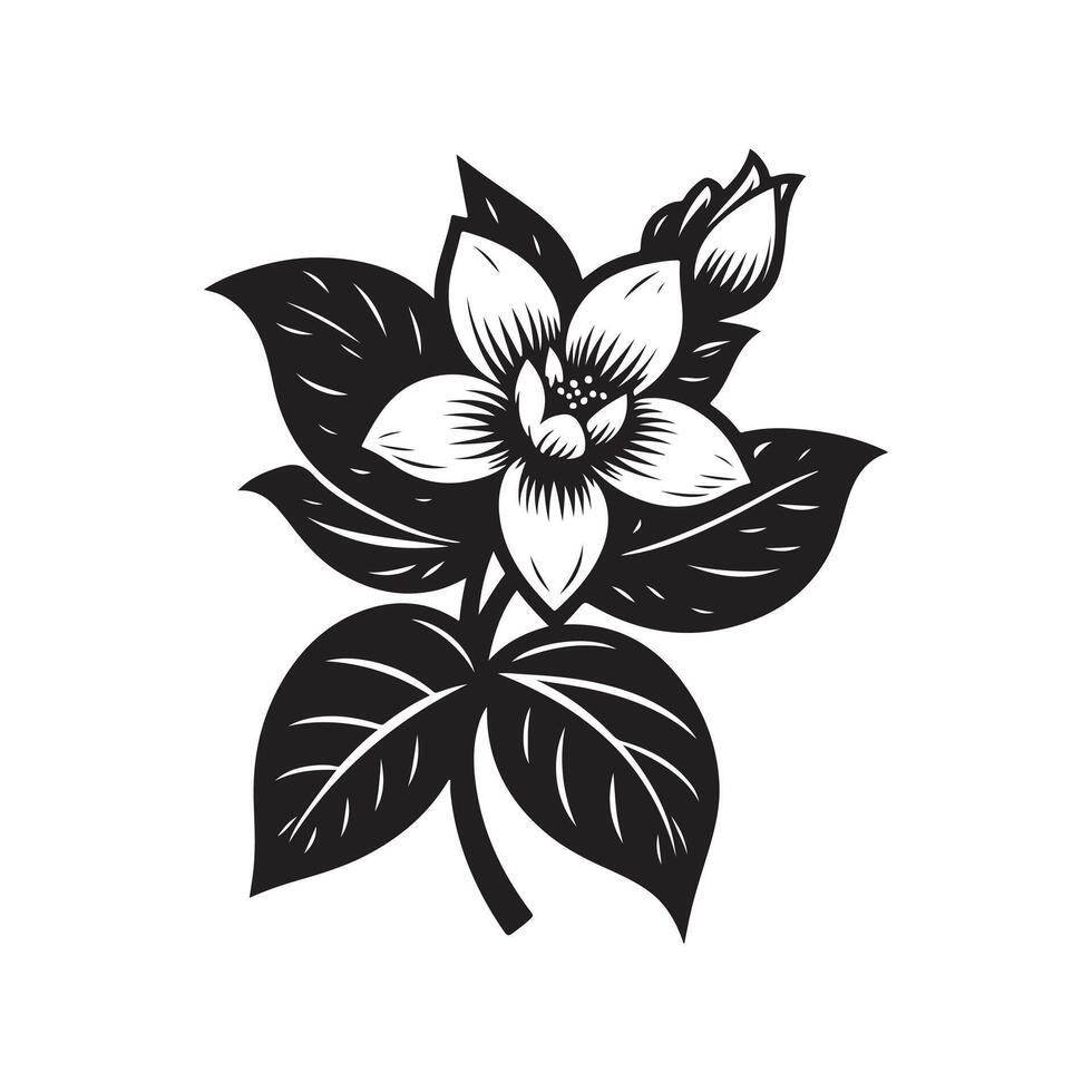 jasmine flower black vector