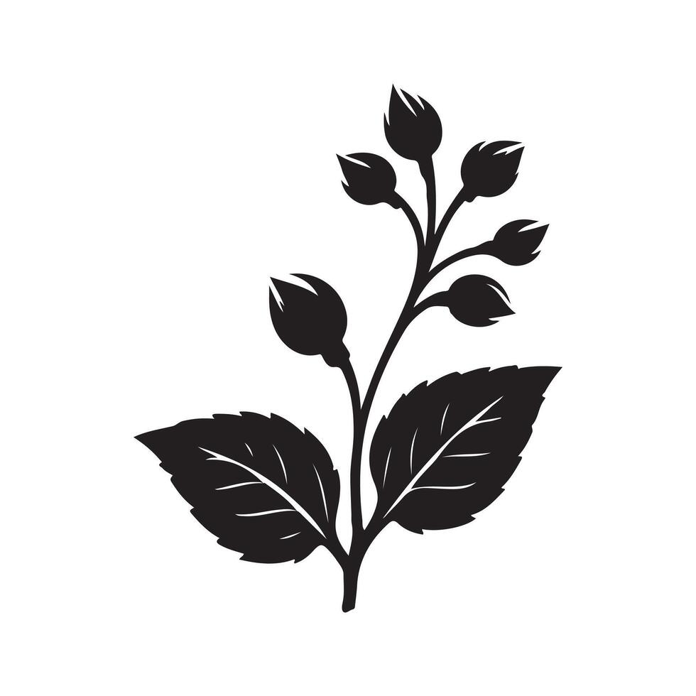 jasmine flower black vector