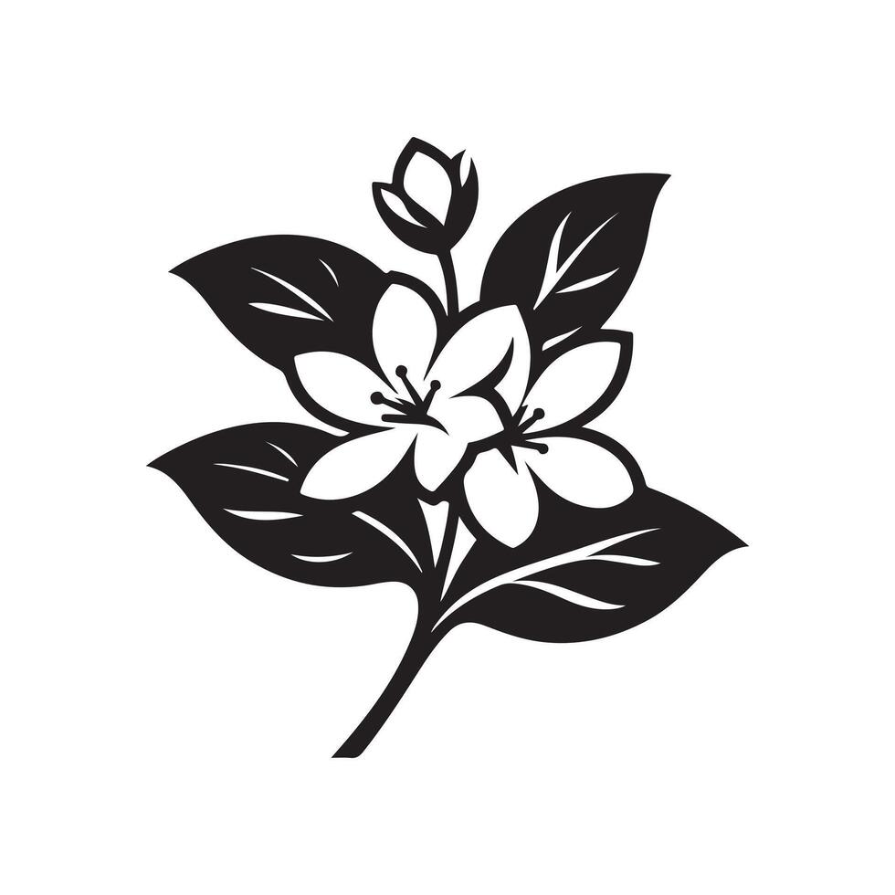 jasmine flower black vector
