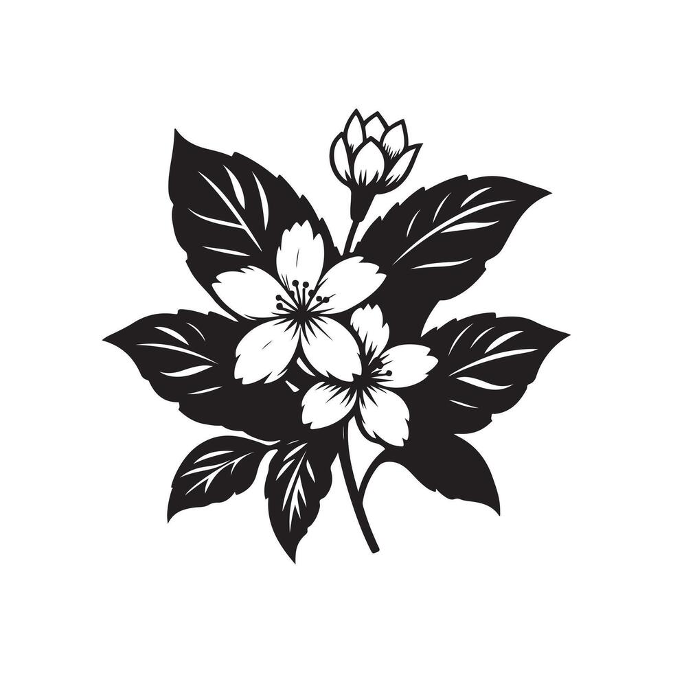 jasmine flower black 46528832 Vector Art at Vecteezy