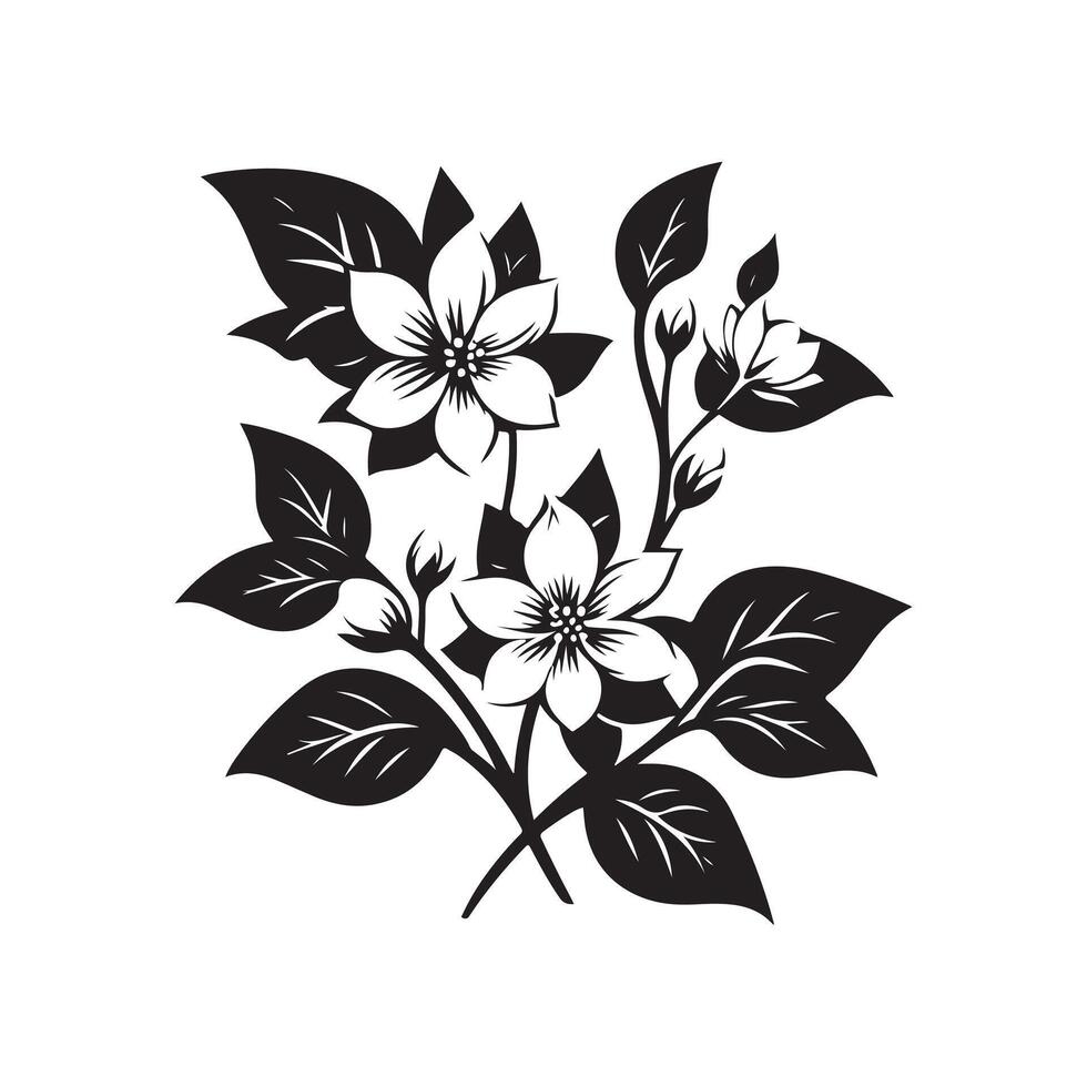 jasmine flower black vector