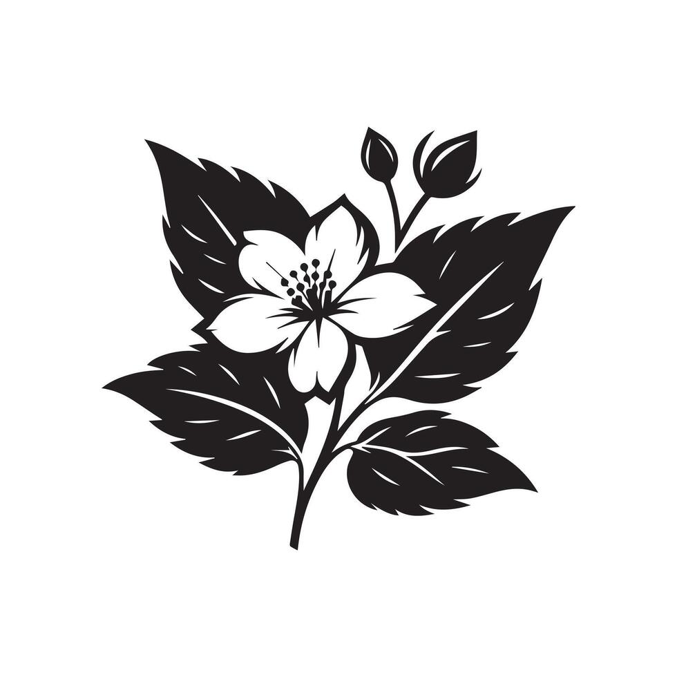 jasmine flower black vector