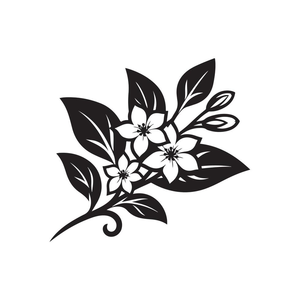 jasmine flower black vector