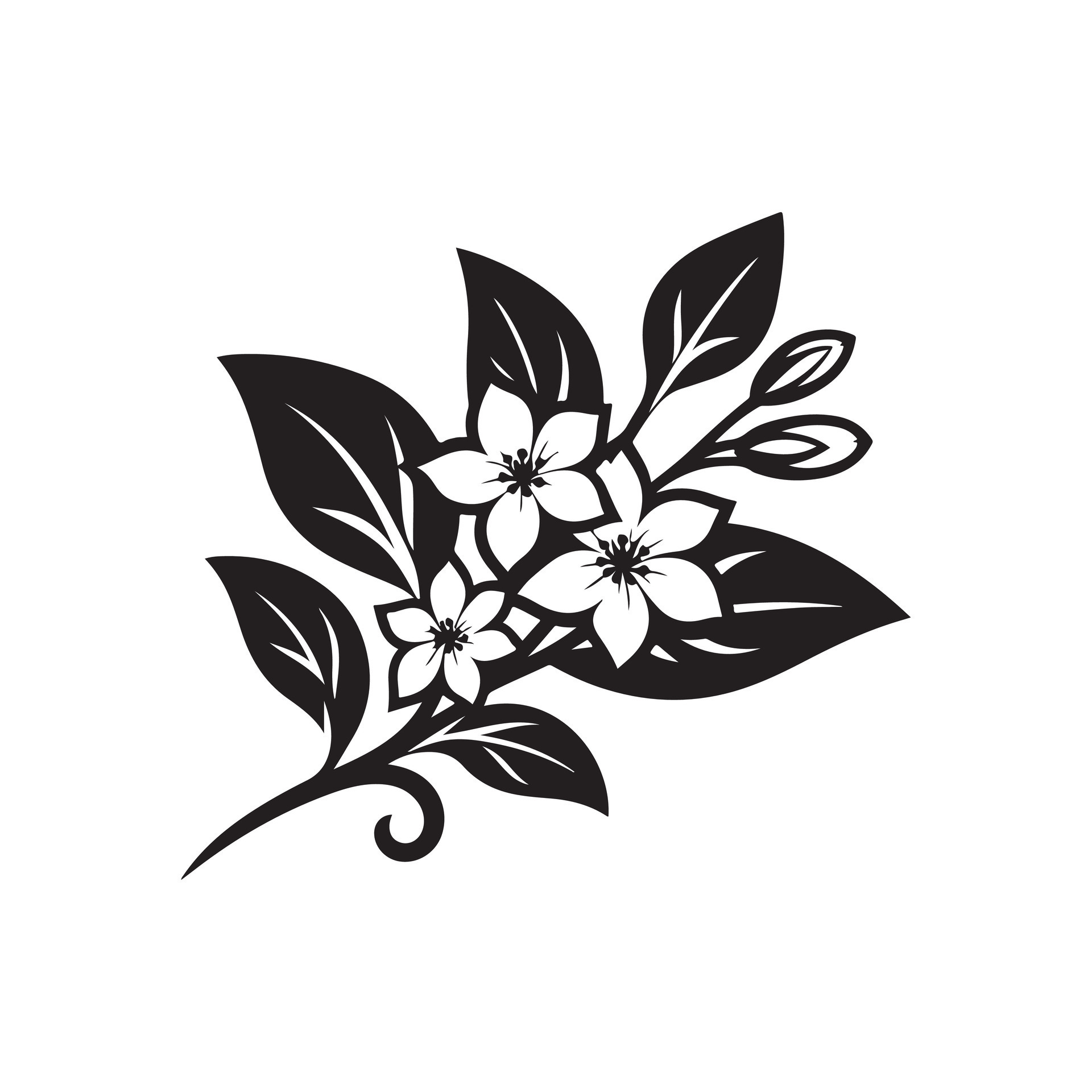 jasmine flower black 46528915 Vector Art at Vecteezy