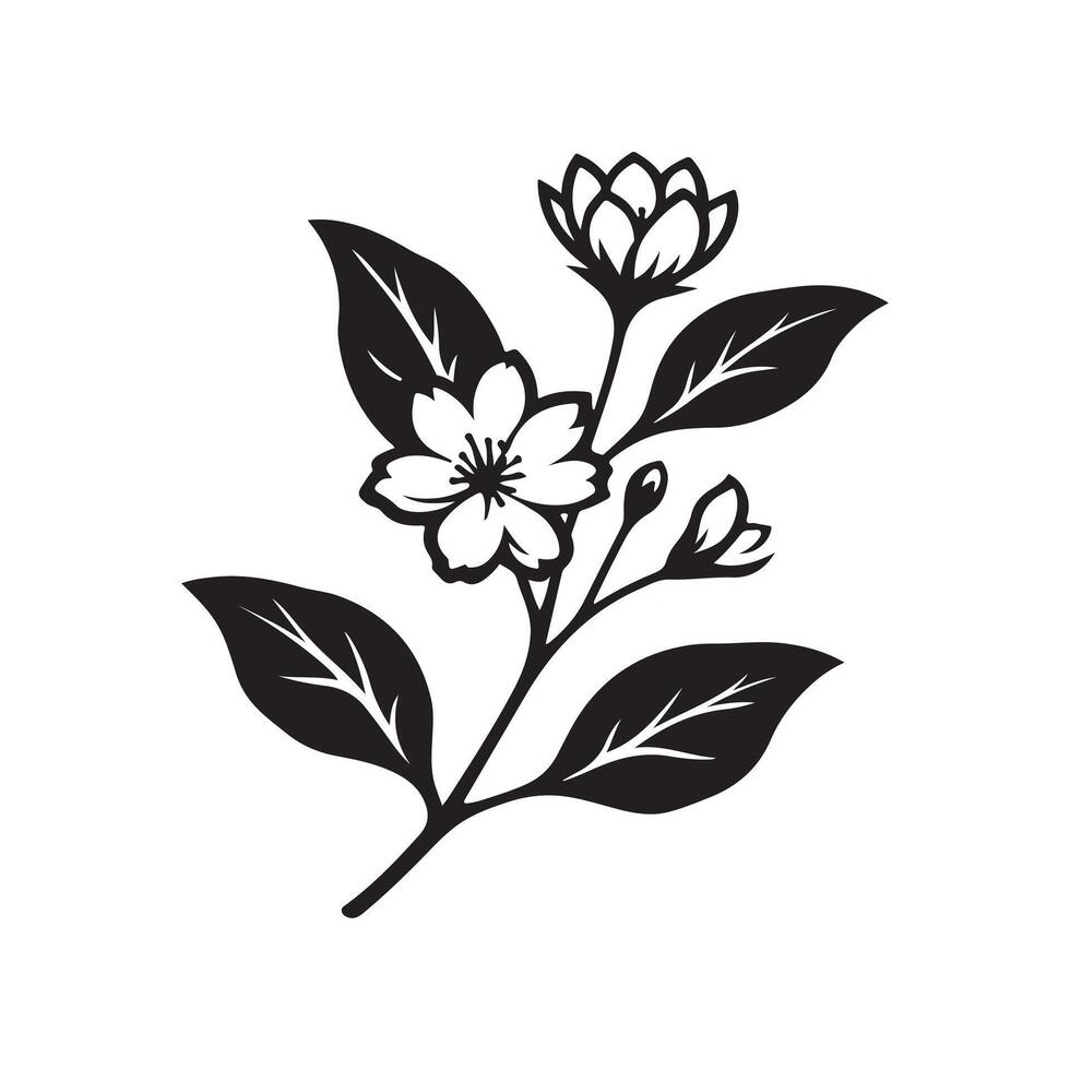 jasmine flower black vector