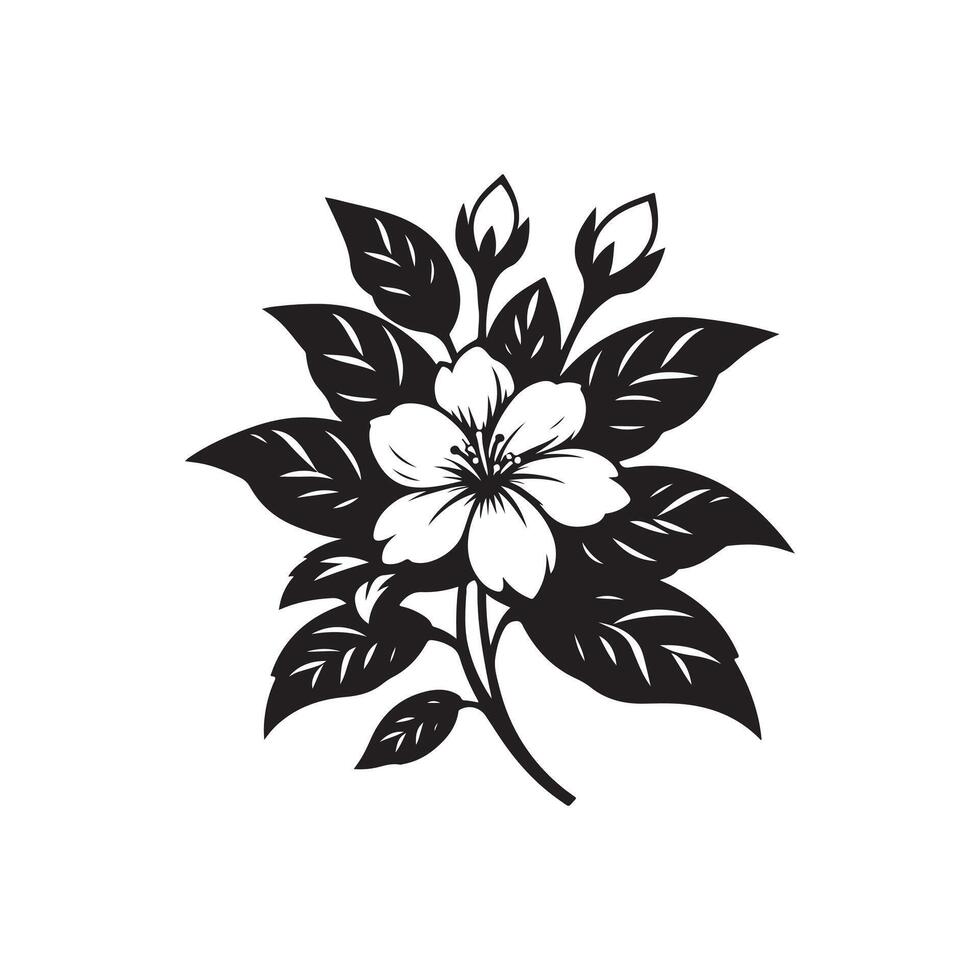 jasmine flower black 46528937 Vector Art at Vecteezy