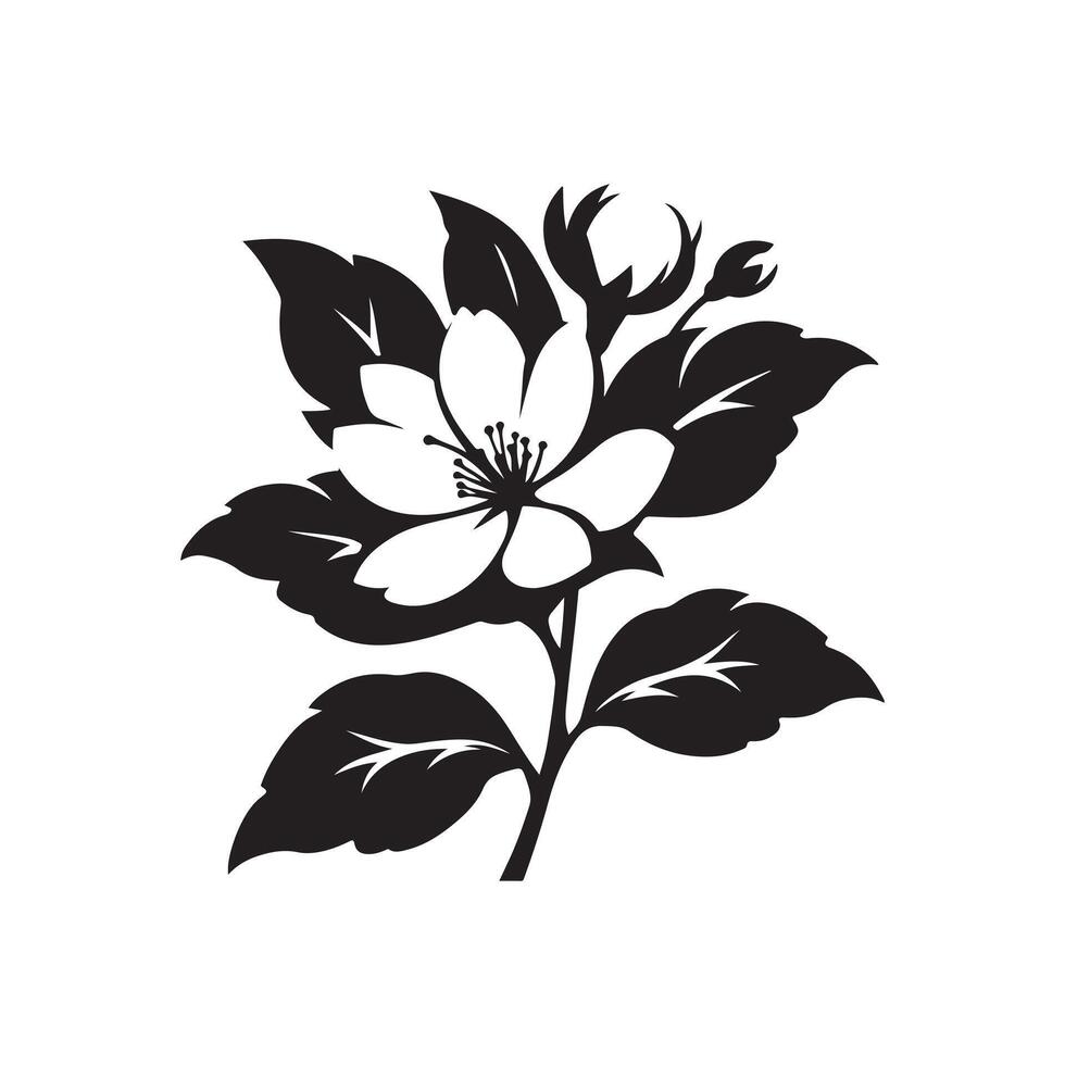 jasmine flower black vector