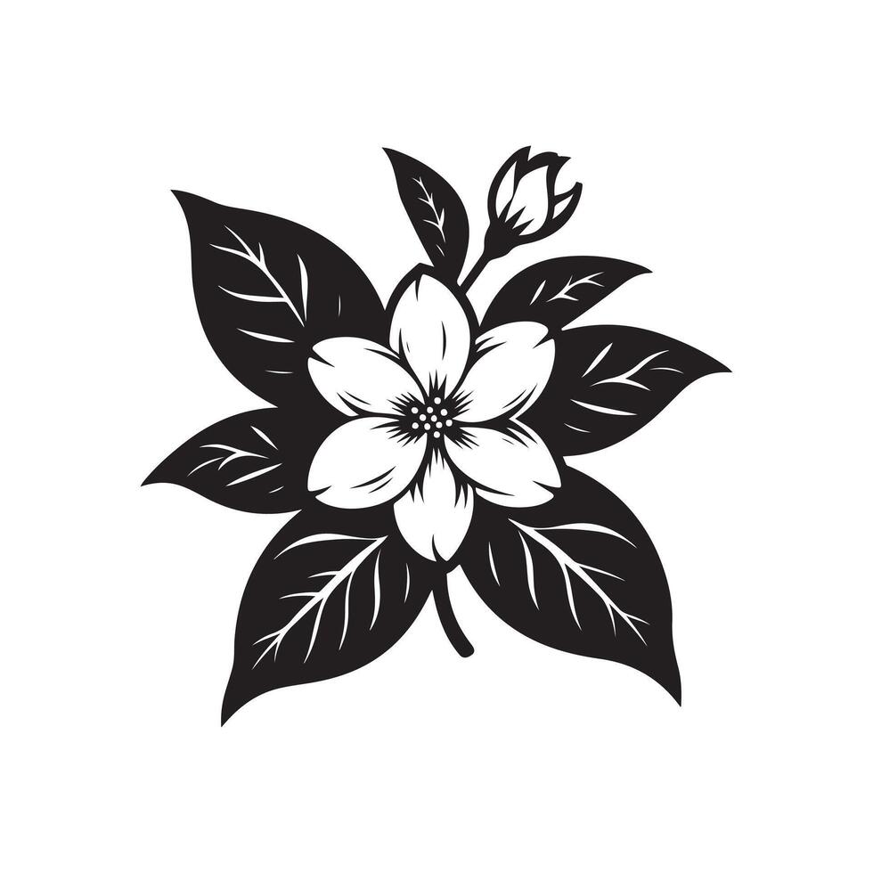 jasmine flower black vector