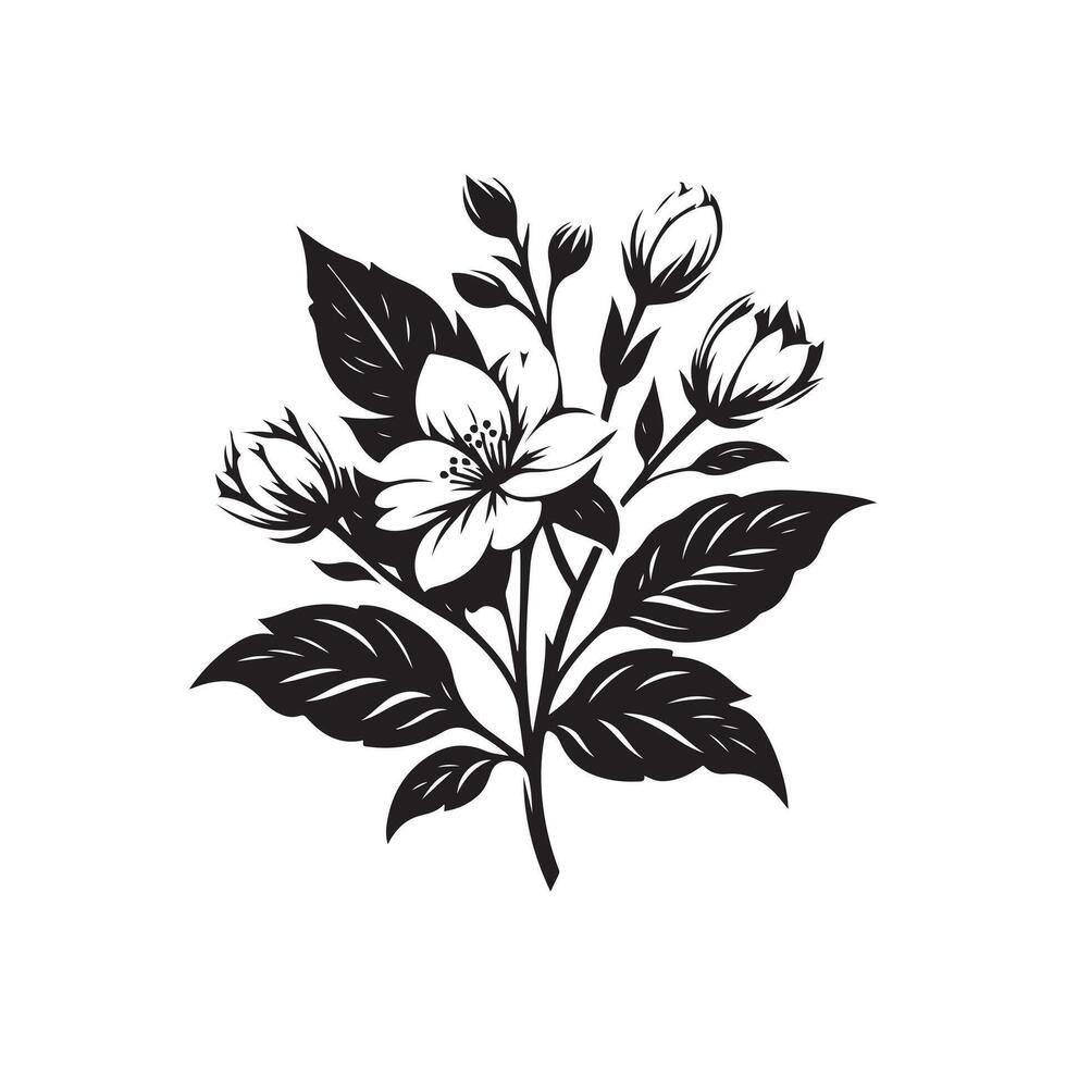 jasmine flower black vector