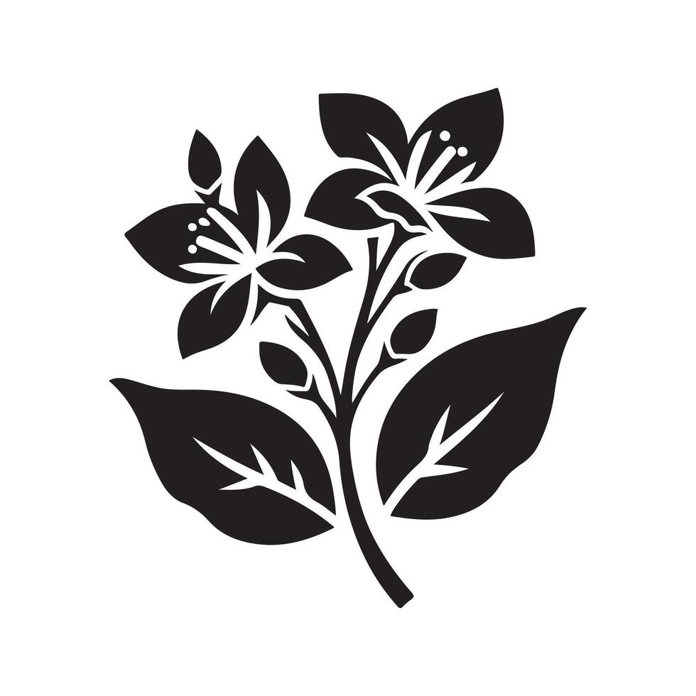 jasmine flower black vector