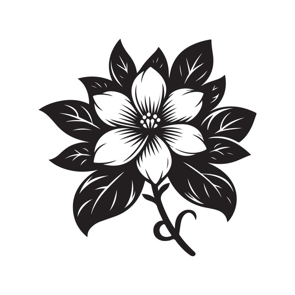 jasmine flower black vector