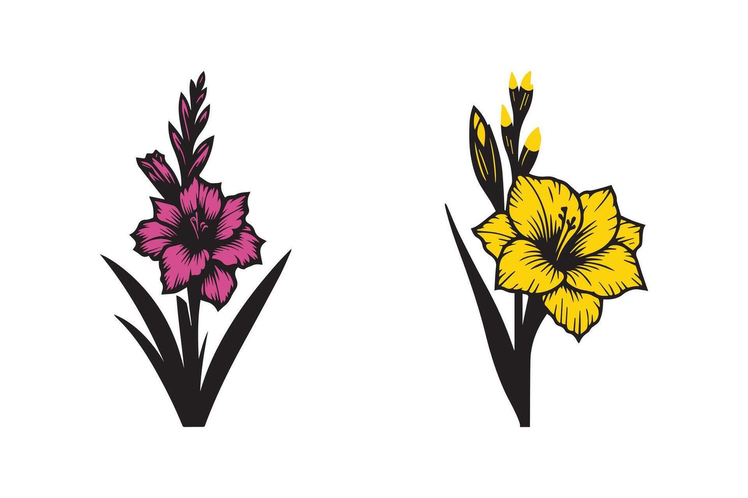 gladiolus flower color vector