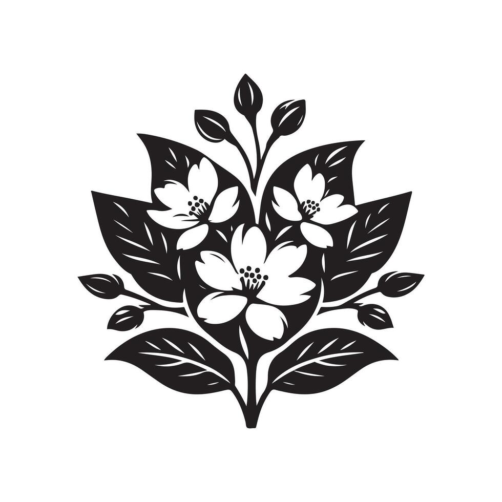 jasmine flower black vector