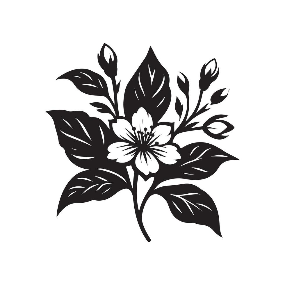 jasmine flower black vector