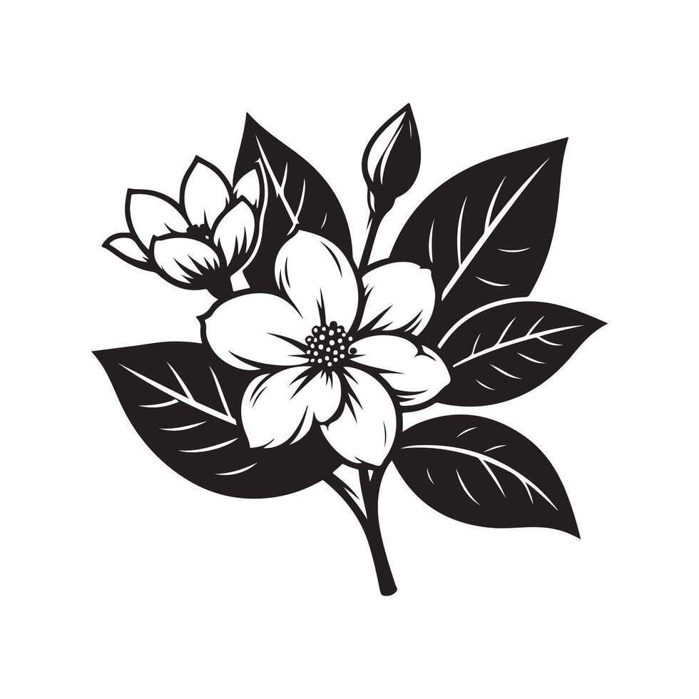 jasmine flower black vector