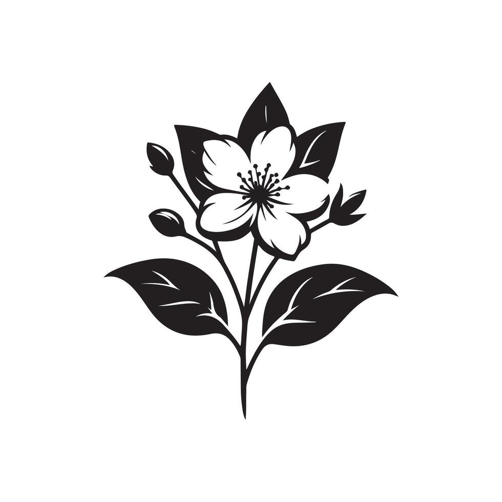 jasmine flower black vector