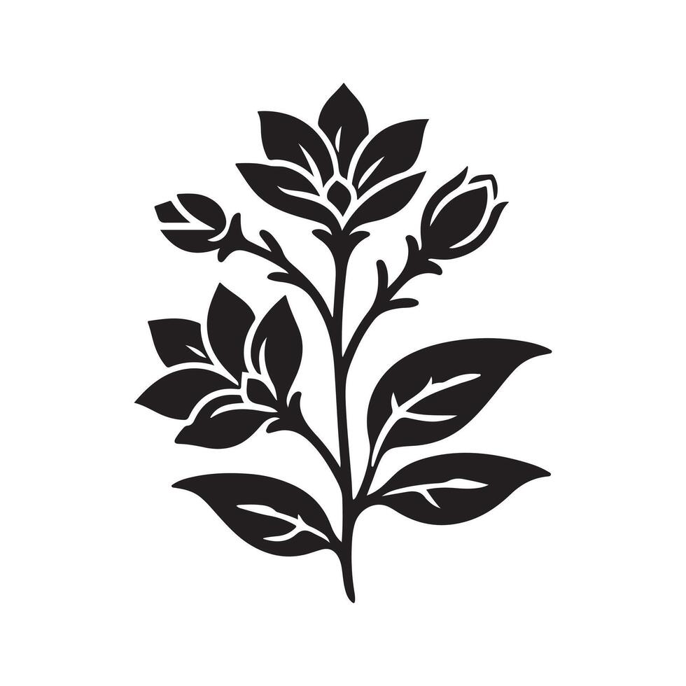 jasmine flower black vector