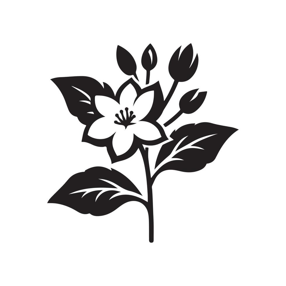 jasmine flower black vector