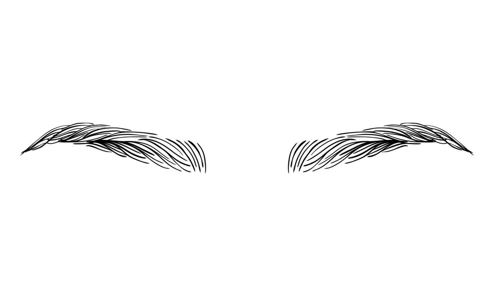 Hand-drawn woman's perfectly shaped eyebrows. Illustration isolated on a white background. Beauty and make up concept vector