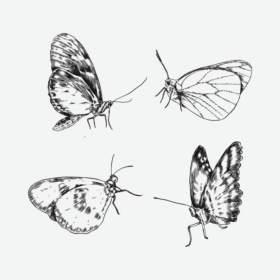 Set of butterflies with engraving drawing style. isolated background. graphic illustration. vector