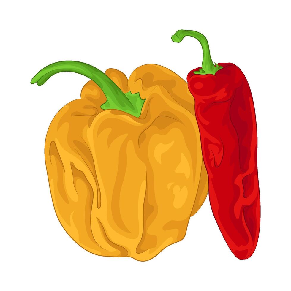 Illustration of chili vector