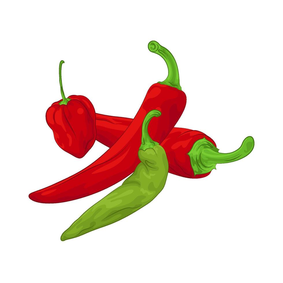 Illustration of chili vector